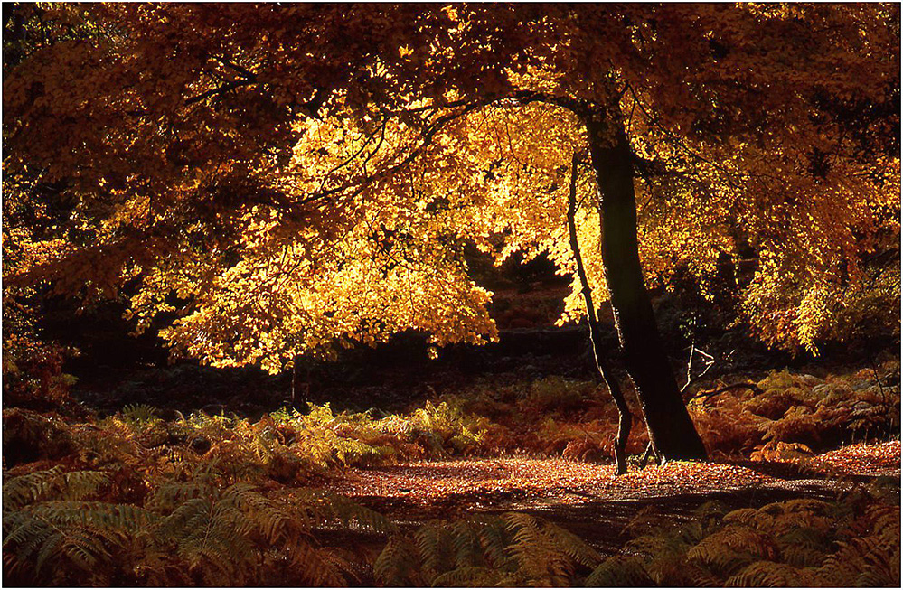 Autumn Glowing Beech, Bolderwood